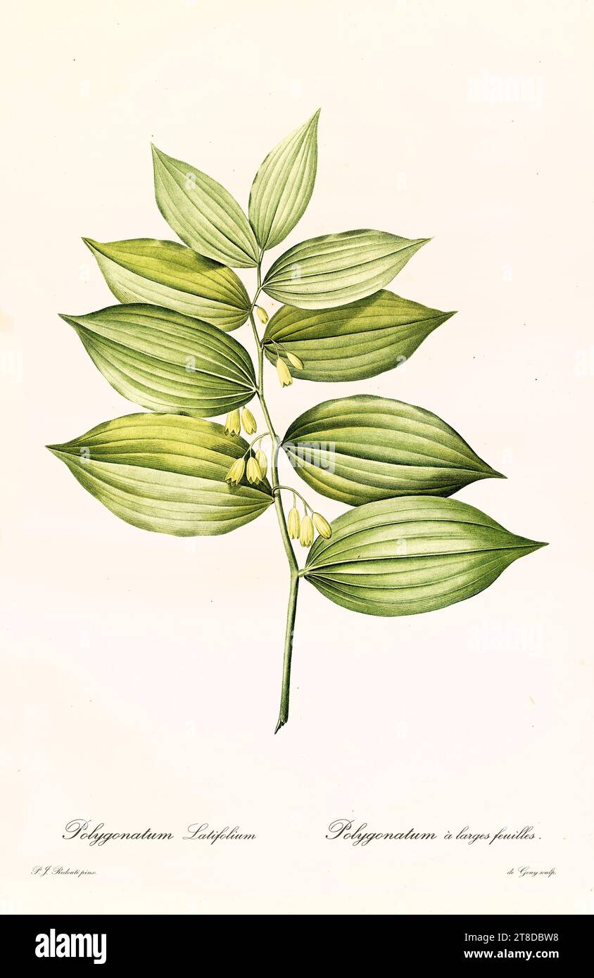 Vecchia illustrazione del sigillo di Salomone (Polygonatum hirtum). Les Liliacées, di P. J. Redouté. Imp. Didot Jeune, Parigi, 1805 - 1816 Foto Stock