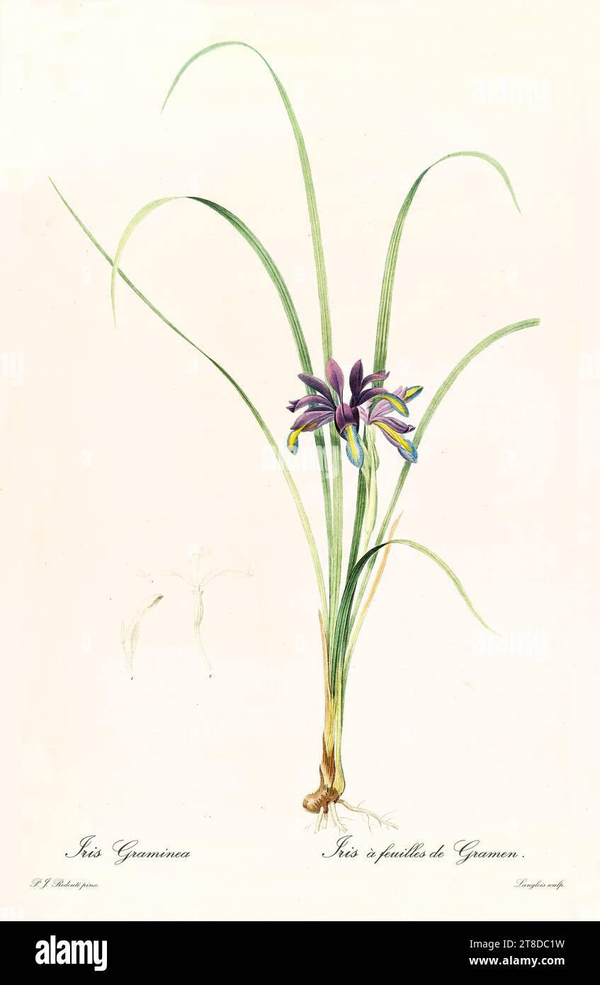 Vecchia illustrazione di Iris con foglie d'erba (Iris graminea). Les Liliacées, di P. J. Redouté. Imp. Didot Jeune, Parigi, 1805 - 1816 Foto Stock