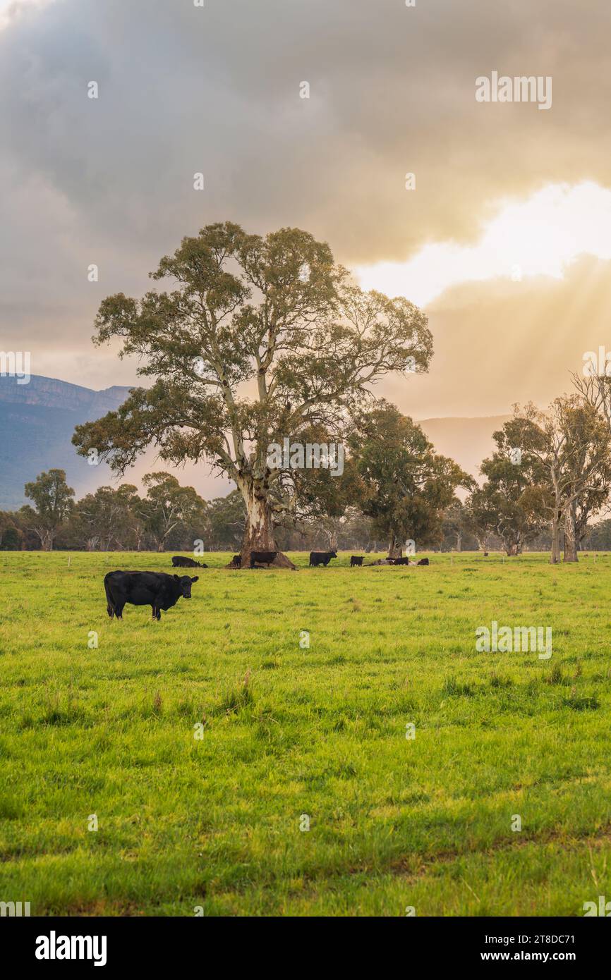 Mucche che pascolano in un caseificio nella campagna di Victoria al tramonto, in Australia Foto Stock