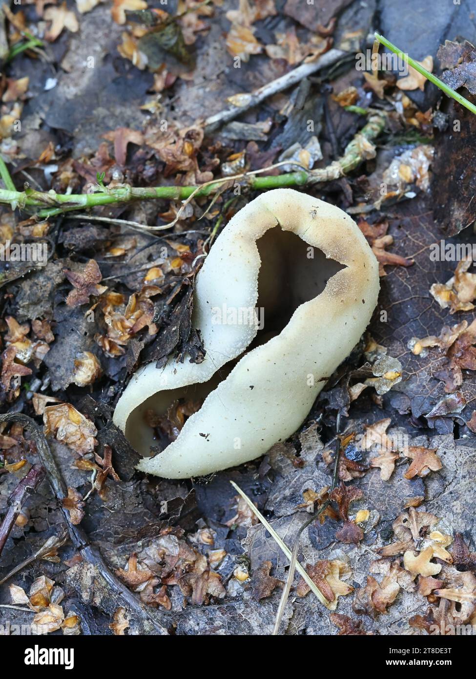 Peziza succosella, fungo di coppa ingiallibile dalla Finlandia, nessun nome inglese comune Foto Stock