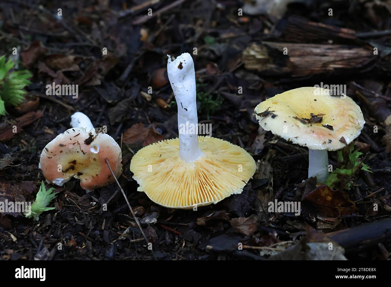 Russula cremeoavellanea, un fungo brittlegill proveniente dalla Finlandia, senza nome inglese comune Foto Stock