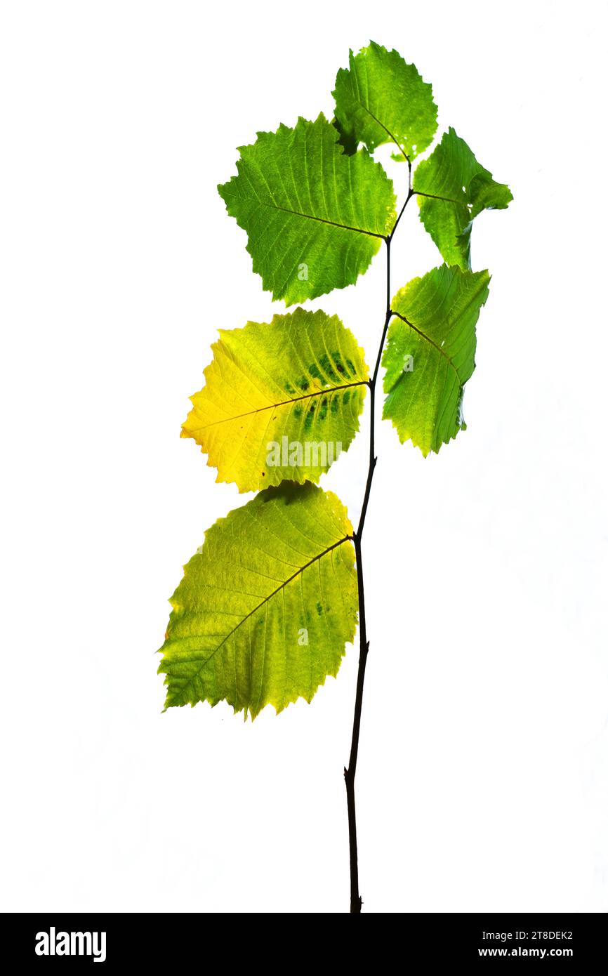 Uckermark GER, Deutschland, 20231119, Herbst in der Uckermark, *** Uckermark GER, Germania. , . Autumn in the Uckermark, Credit: Imago/Alamy Live News Foto Stock