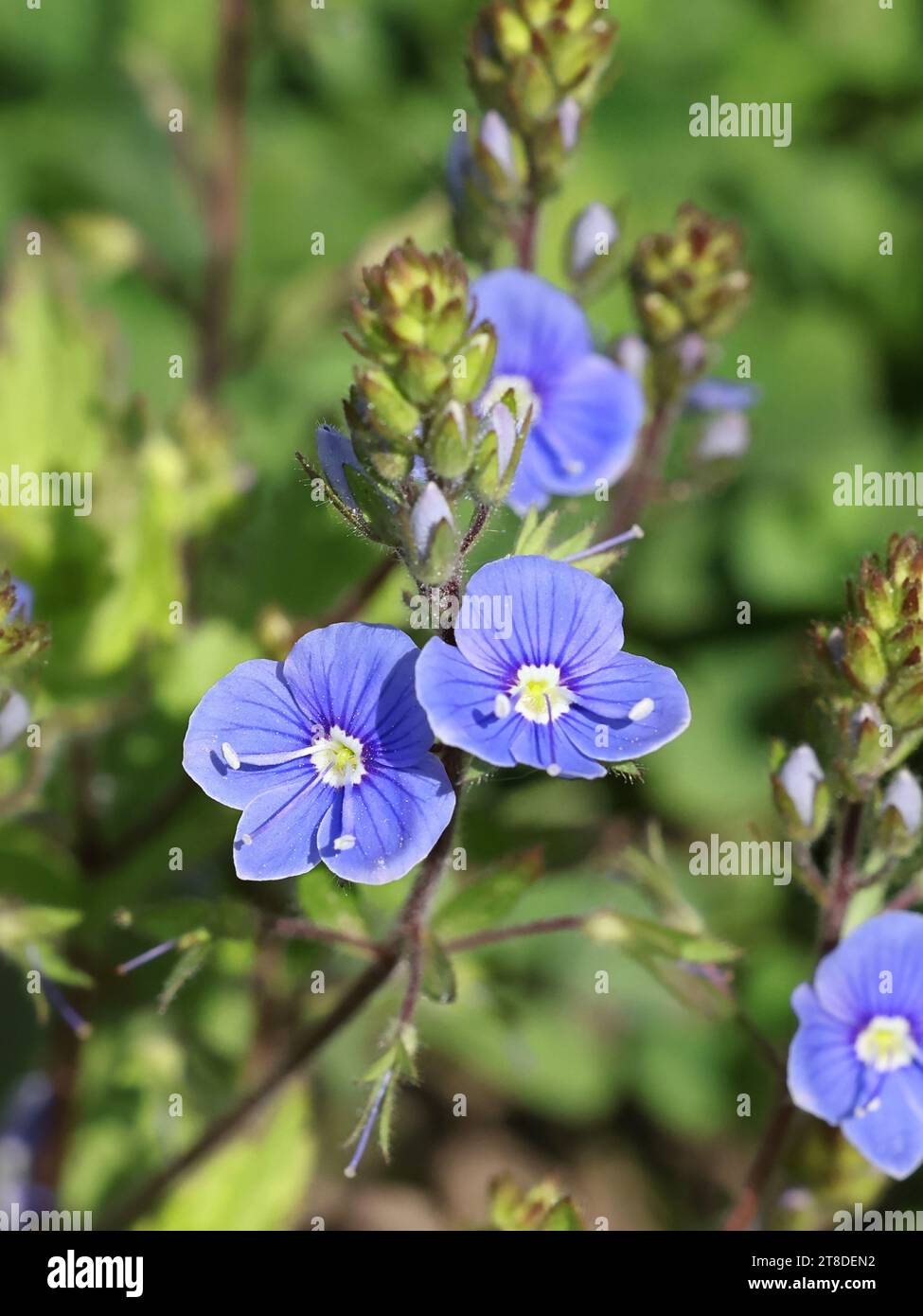 Veronica chamaedrys, comunemente nota come Germander speedwell o Bird’s-Eye speedwell, pianta a fiore selvatico finlandese Foto Stock