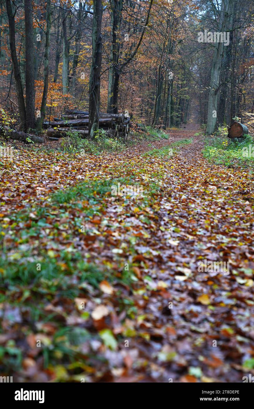 Uckermark GER, Deutschland, 20231119, Herbst in der Uckermark, *** Uckermark GER, Germania. , . Autumn in the Uckermark, Credit: Imago/Alamy Live News Foto Stock