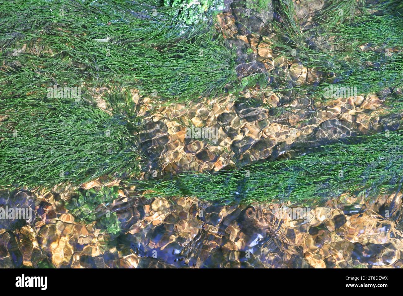 Fontinalis dalecarlica, comunemente noto come muschio di fontana, muschio di ruscello o muschio d'acqua, fotografato in un torrente forestale in Finlandia Foto Stock