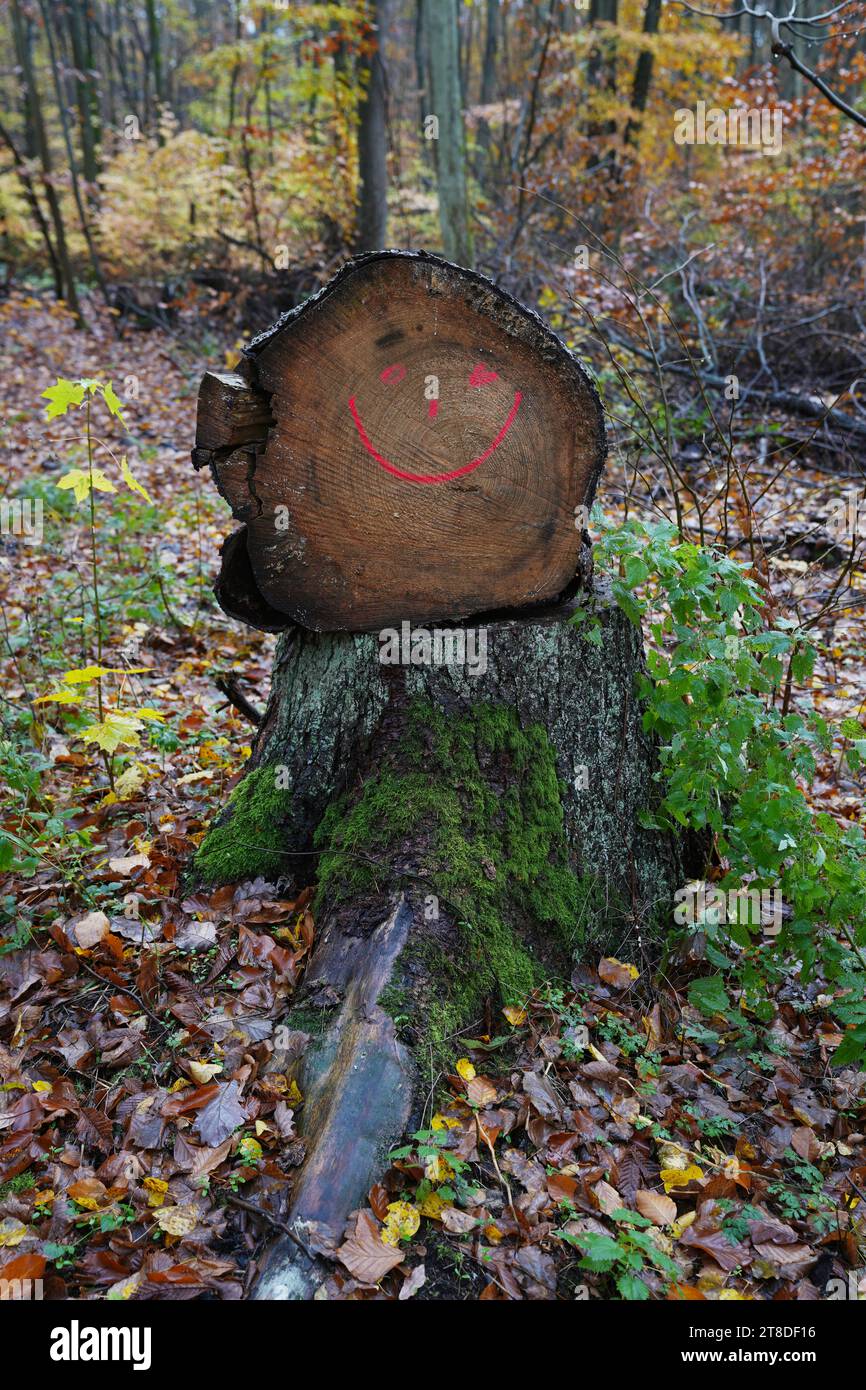 Uckermark GER, Deutschland, 20231119, Herbst in der Uckermark, *** Uckermark GER, Germania. , . Autumn in the Uckermark, Credit: Imago/Alamy Live News Foto Stock