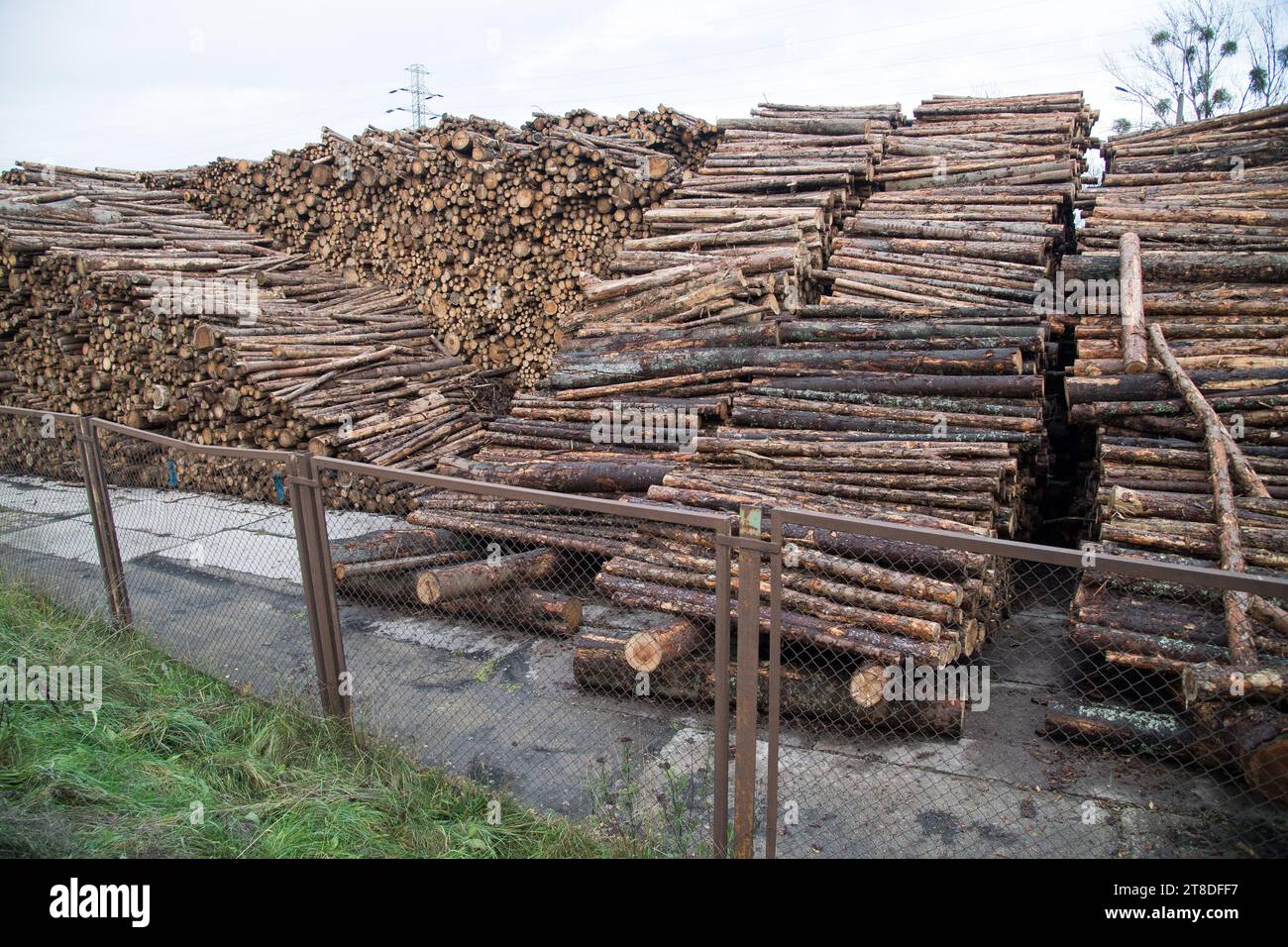 Mucchio di alberi abbattuti nel porto di Gdynia, Polonia © Wojciech Strozyk / Alamy Stock Photo Foto Stock