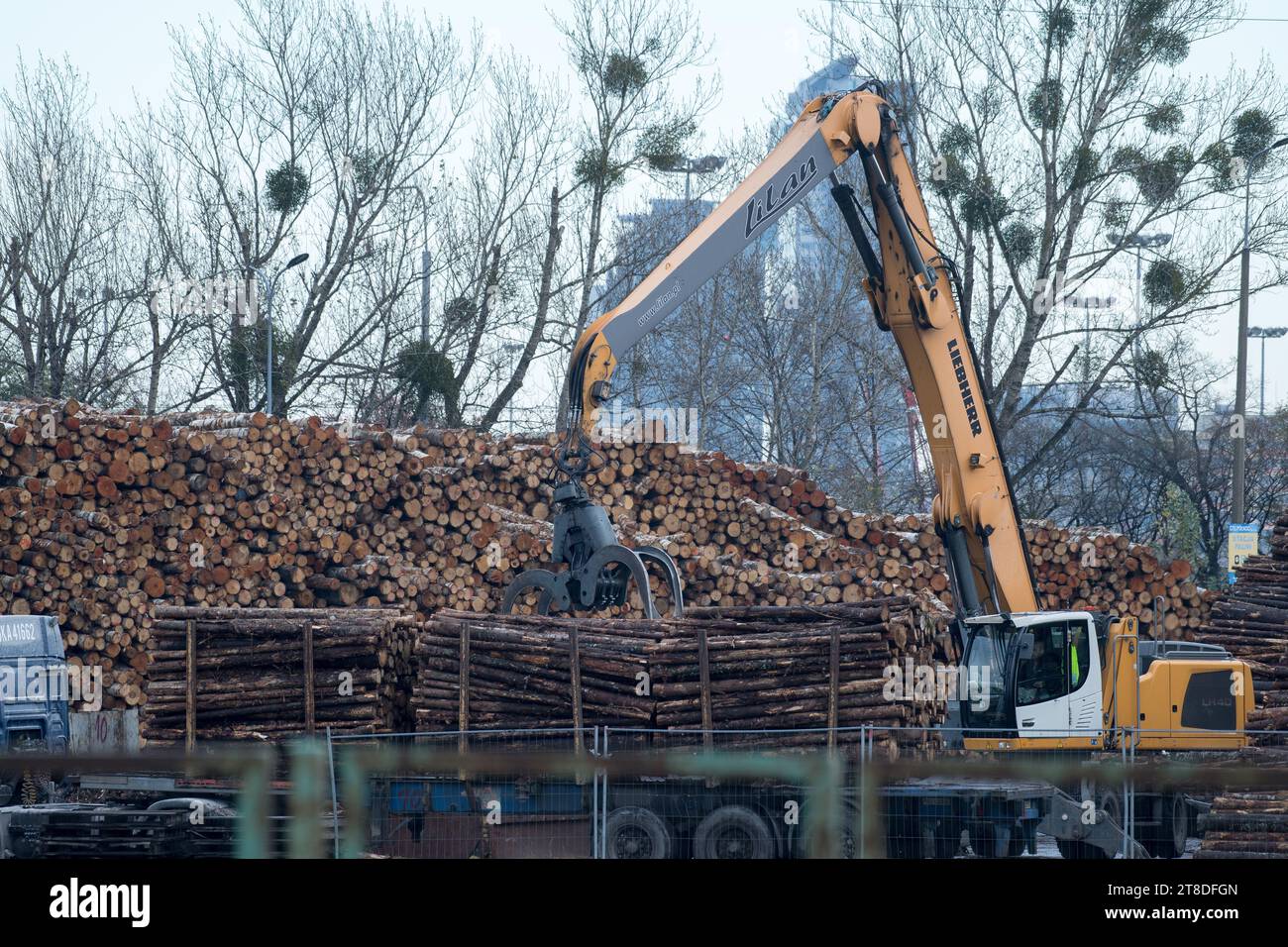 Mucchio di alberi abbattuti nel porto di Gdynia, Polonia © Wojciech Strozyk / Alamy Stock Photo Foto Stock