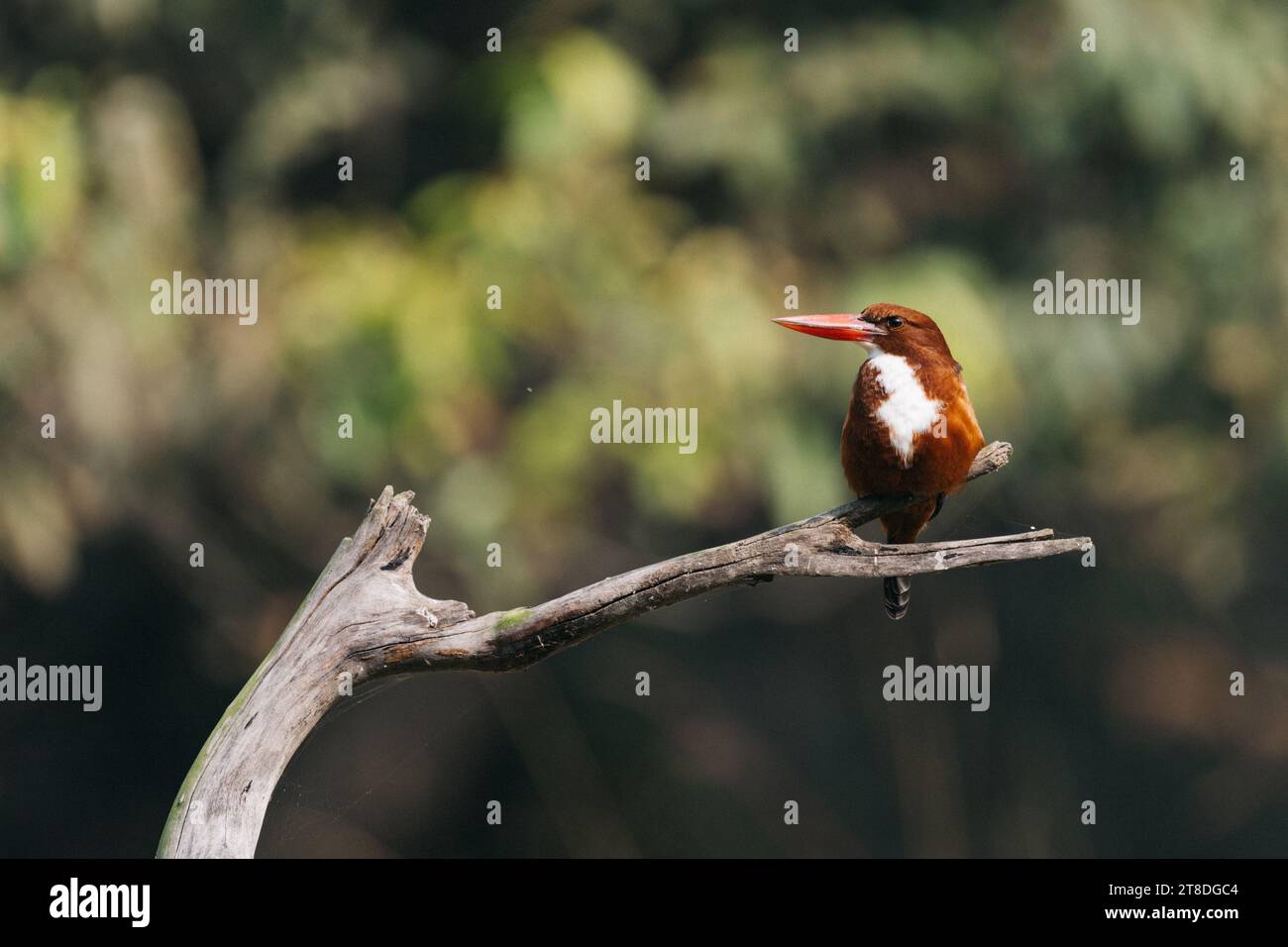 Uccello kingfisher dalla gola bianca su un ramo Foto Stock