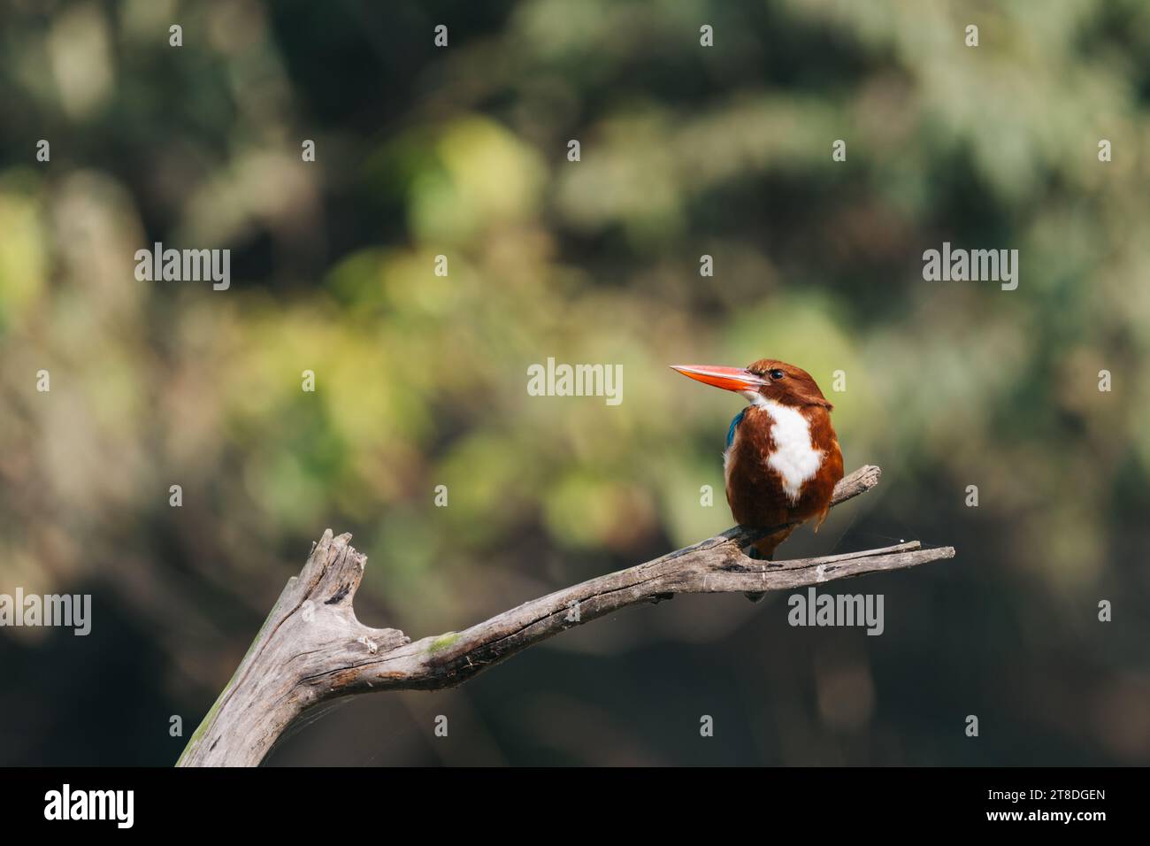 Uccello kingfisher dalla gola bianca su un ramo Foto Stock