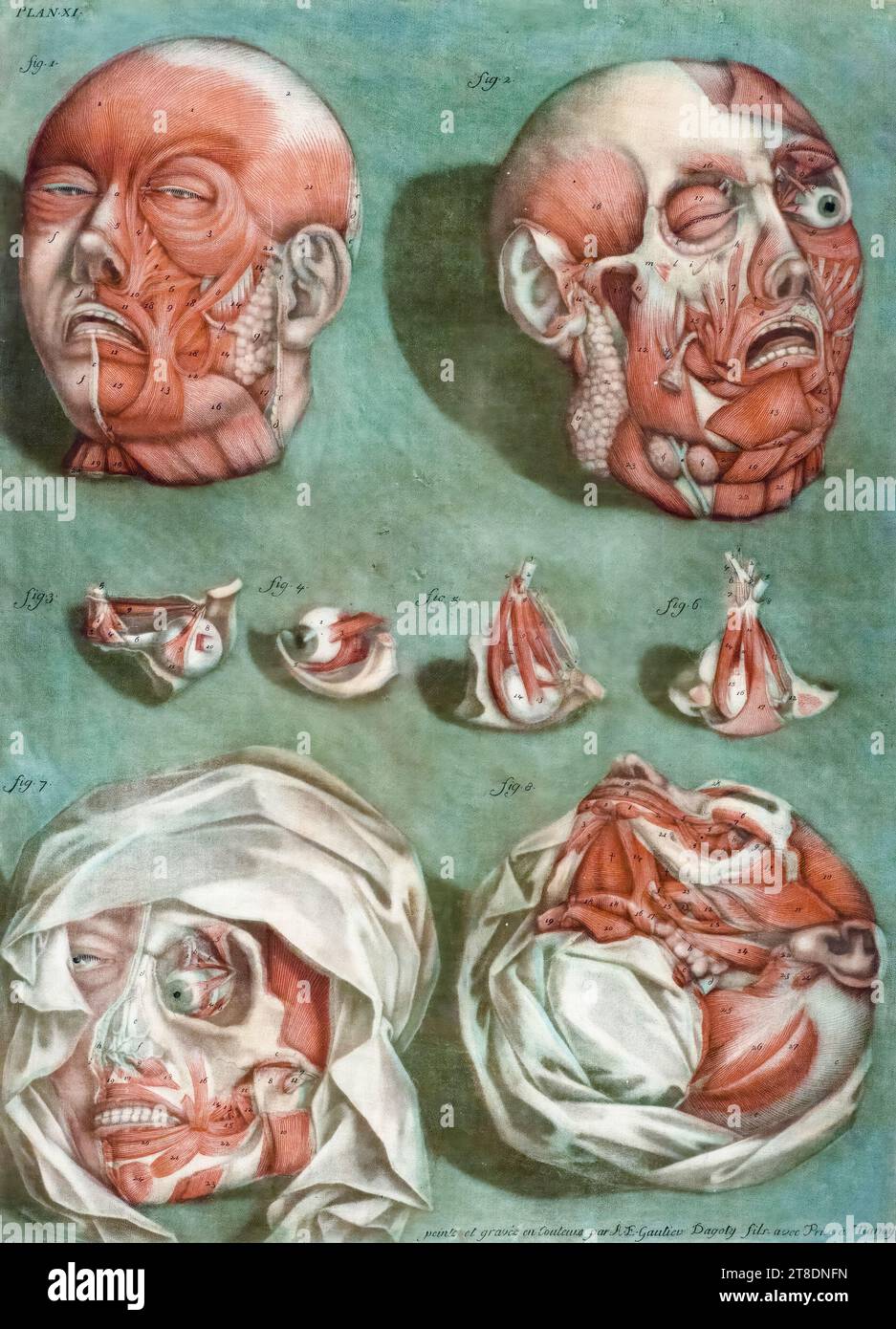 Arnaud-Éloi Gautier-Dagoty, Studies of Heads and Eyes (Anatomical Study), mezzotint print, 1772-1773 Foto Stock