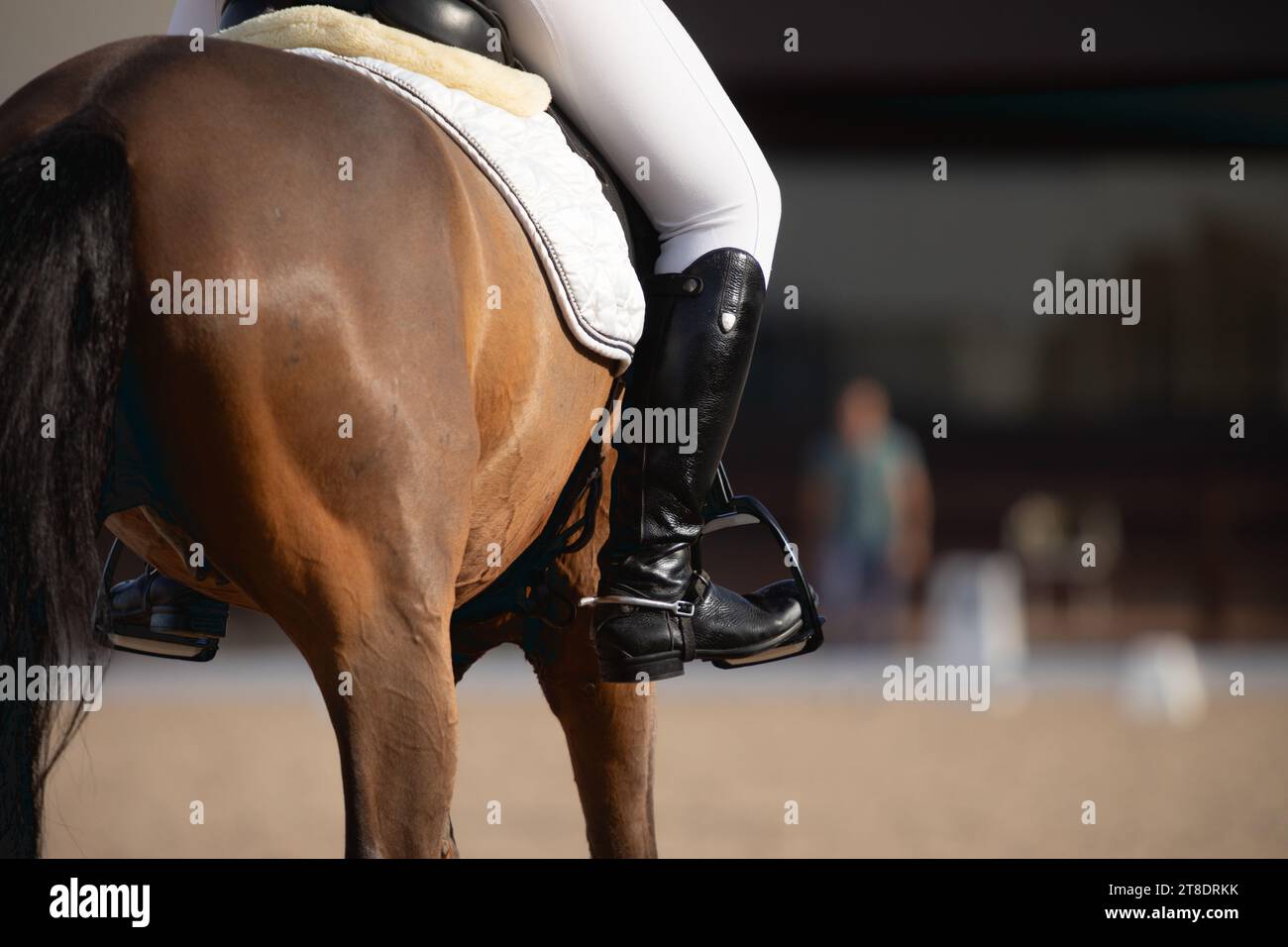 primo piano di un cavallo purosangue durante una gara di dressage Foto Stock