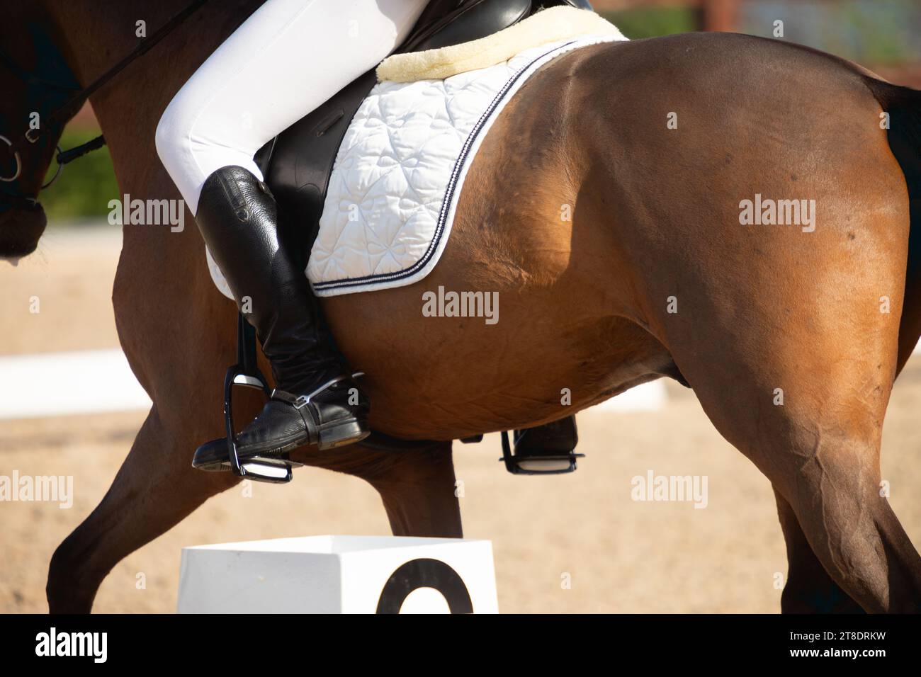 primo piano di un cavallo purosangue durante una gara di dressage Foto Stock