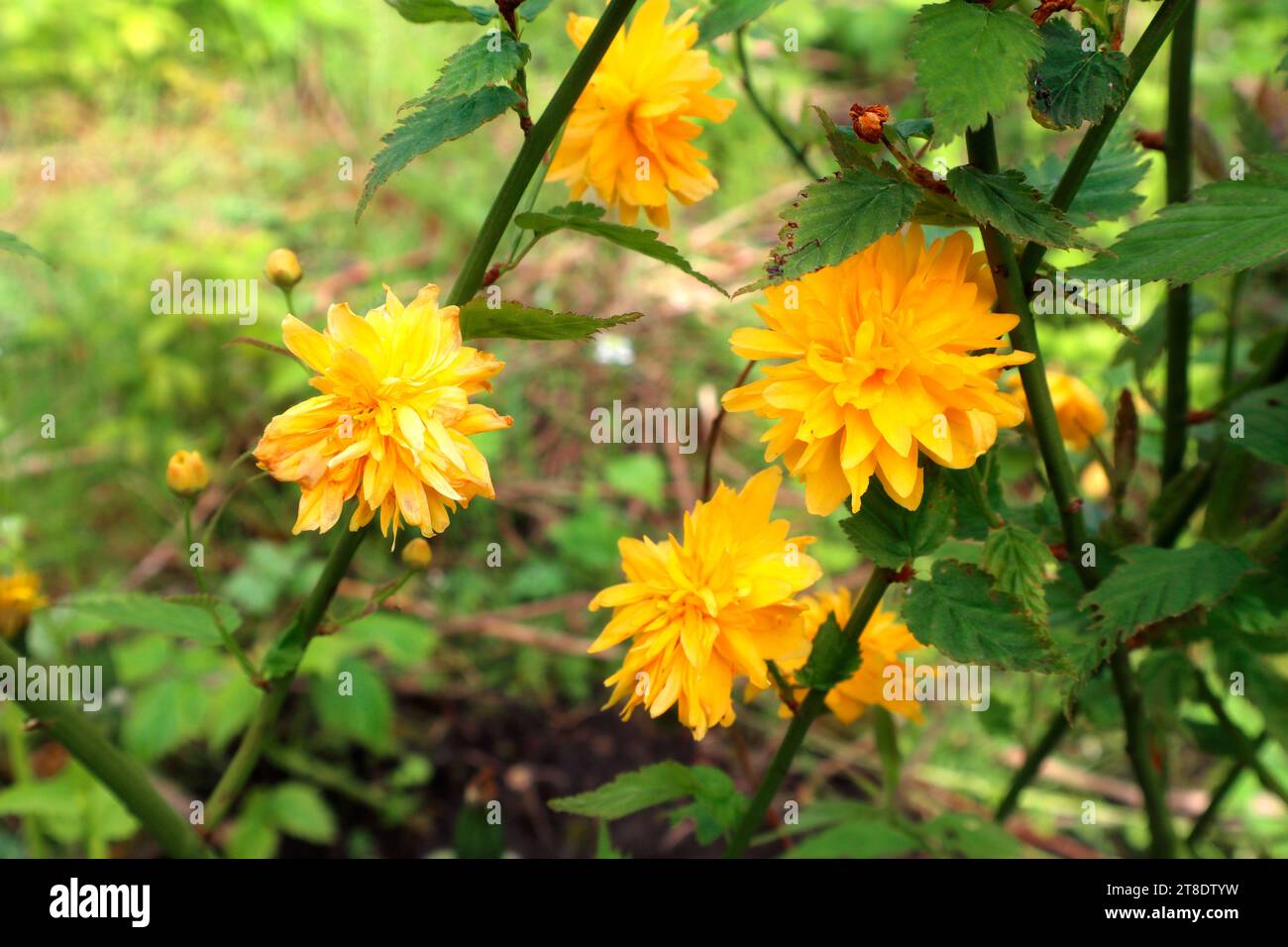 Kerria fiori Foto Stock