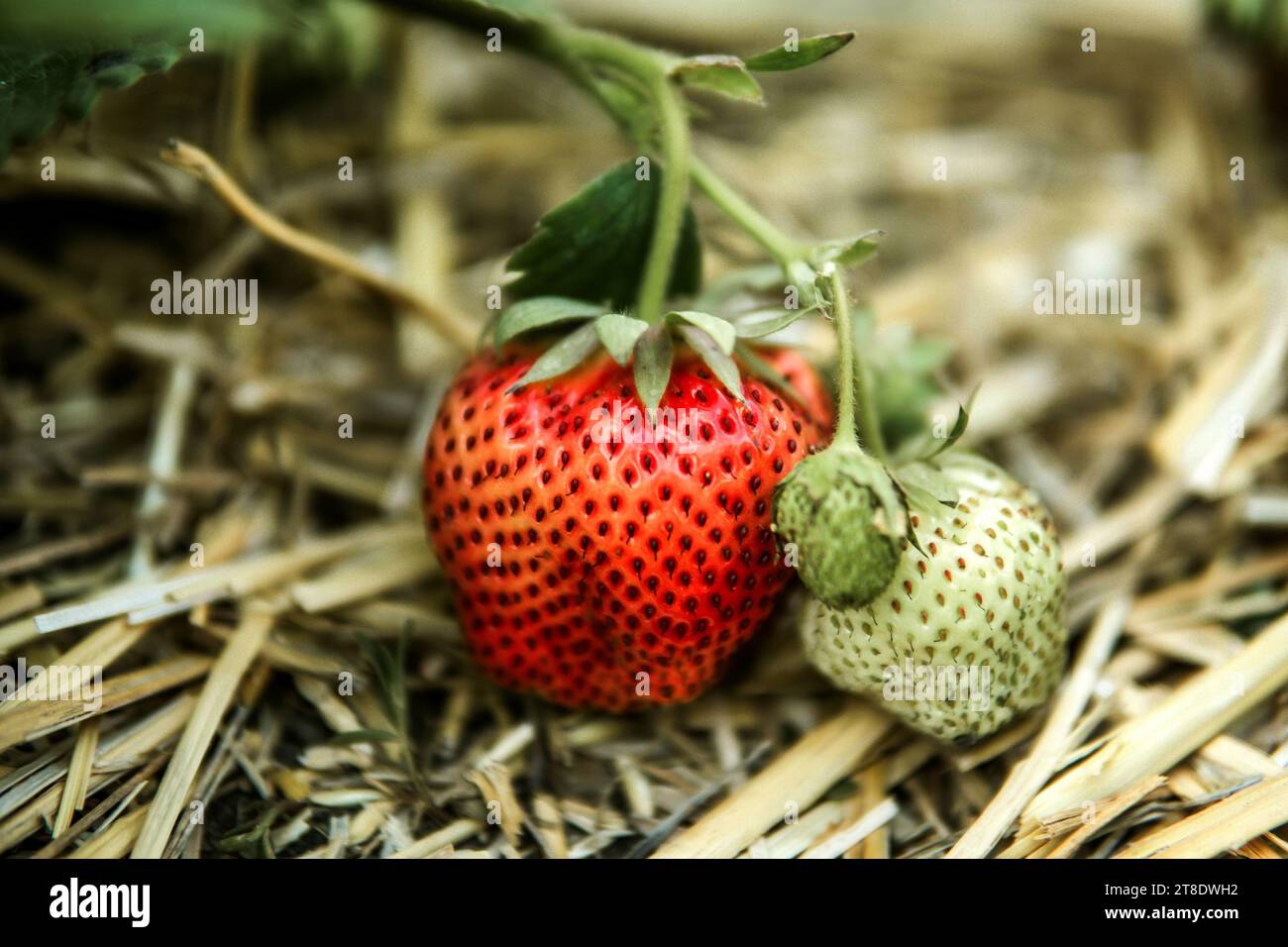 Close-up di fragole crescono su impianto Foto Stock