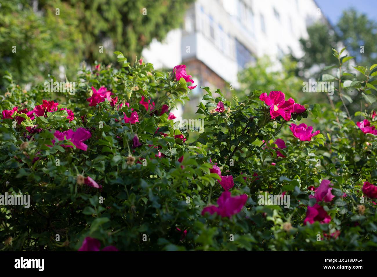 Rose nel parco. Spruzzare rose. Dettagli giardino. Foto Stock