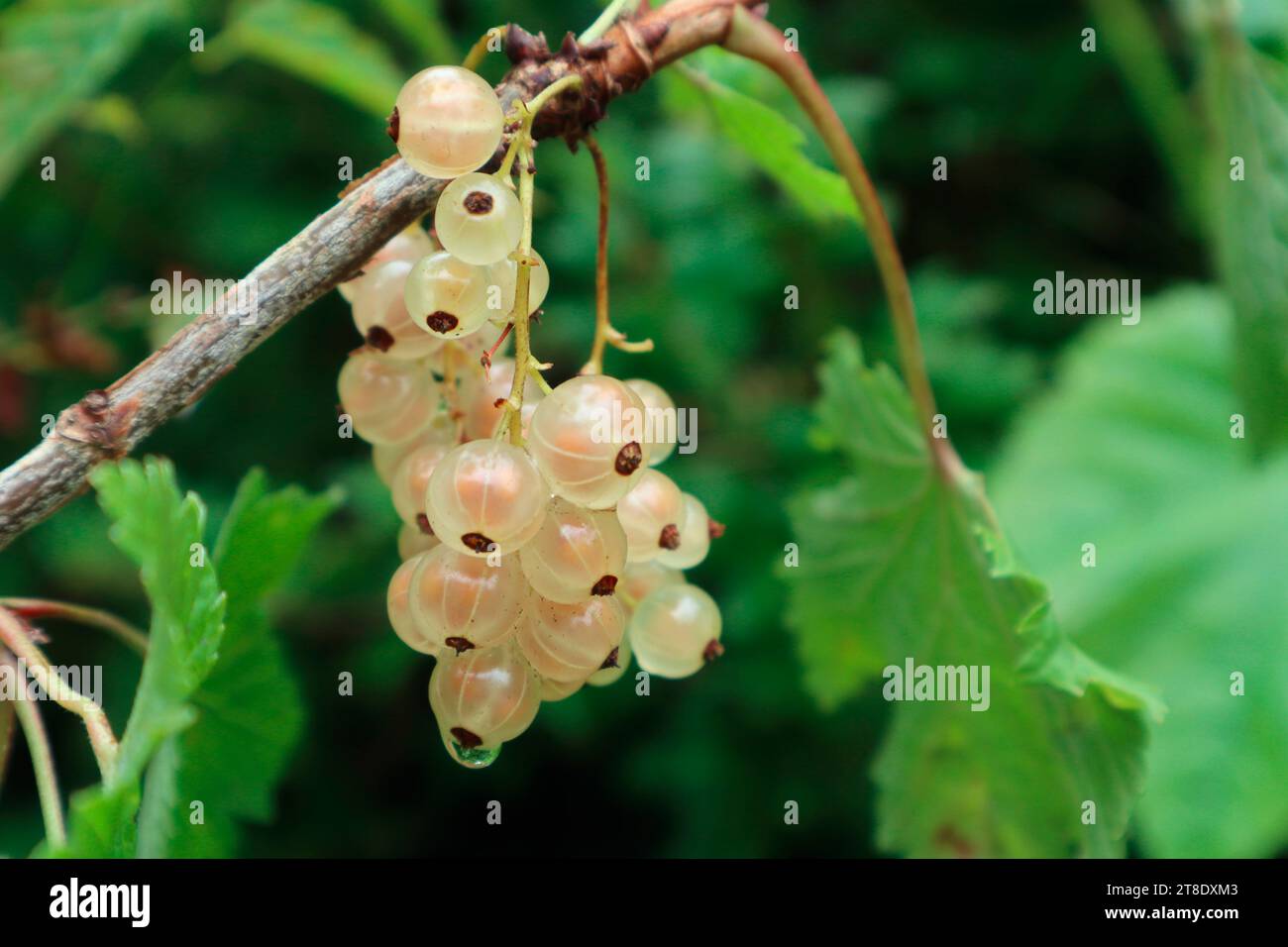 Bianco bacche Ribes Foto Stock