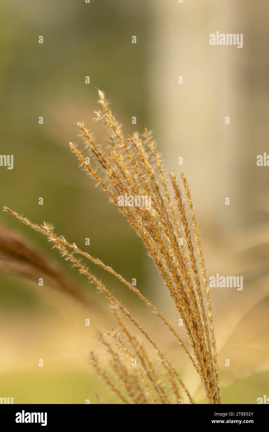 Immagine verticale dell'erba della fontana dorata; dettagli ravvicinati Foto Stock