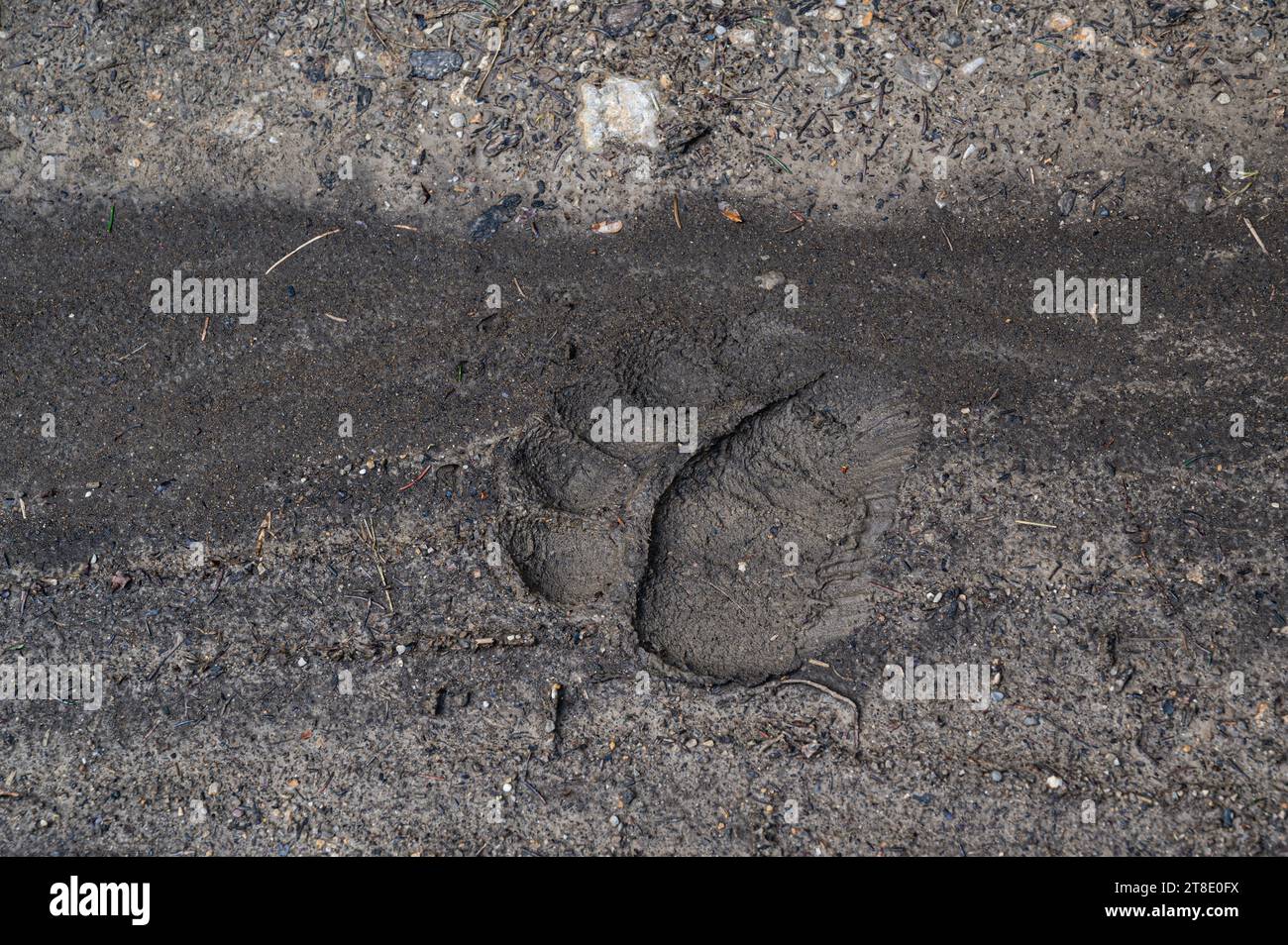 Orso bruno eurasiatico (Ursus arctos arctos). Stampa Paw. Slovenia. Foto Stock