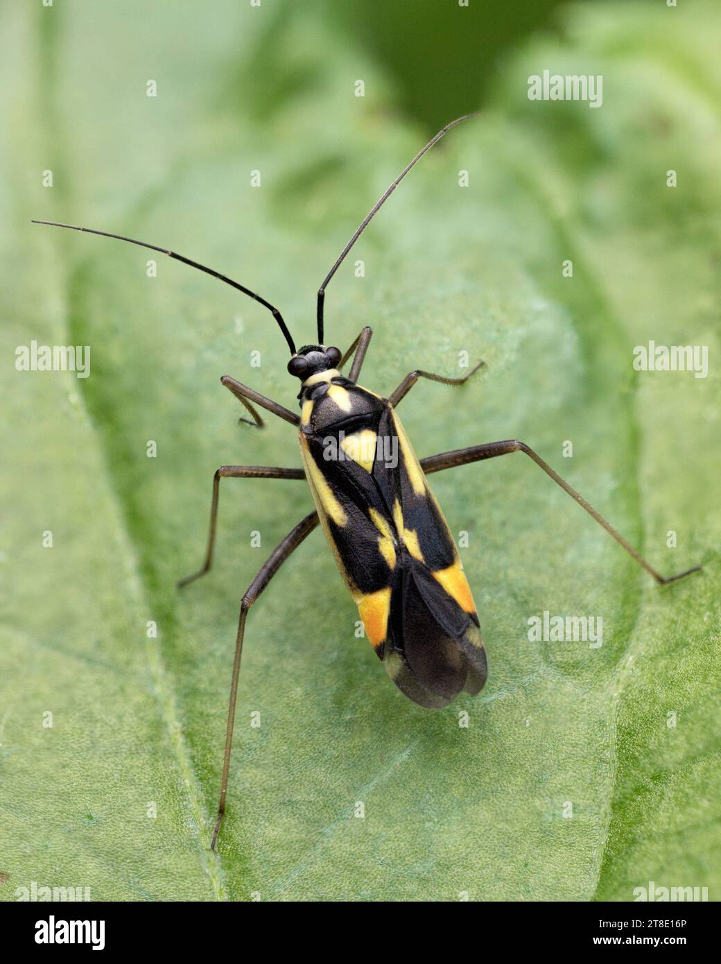 Insetto mirid Grypocoris stysi appoggiato sulla foglia della pianta. Tipperary, Irlanda Foto Stock