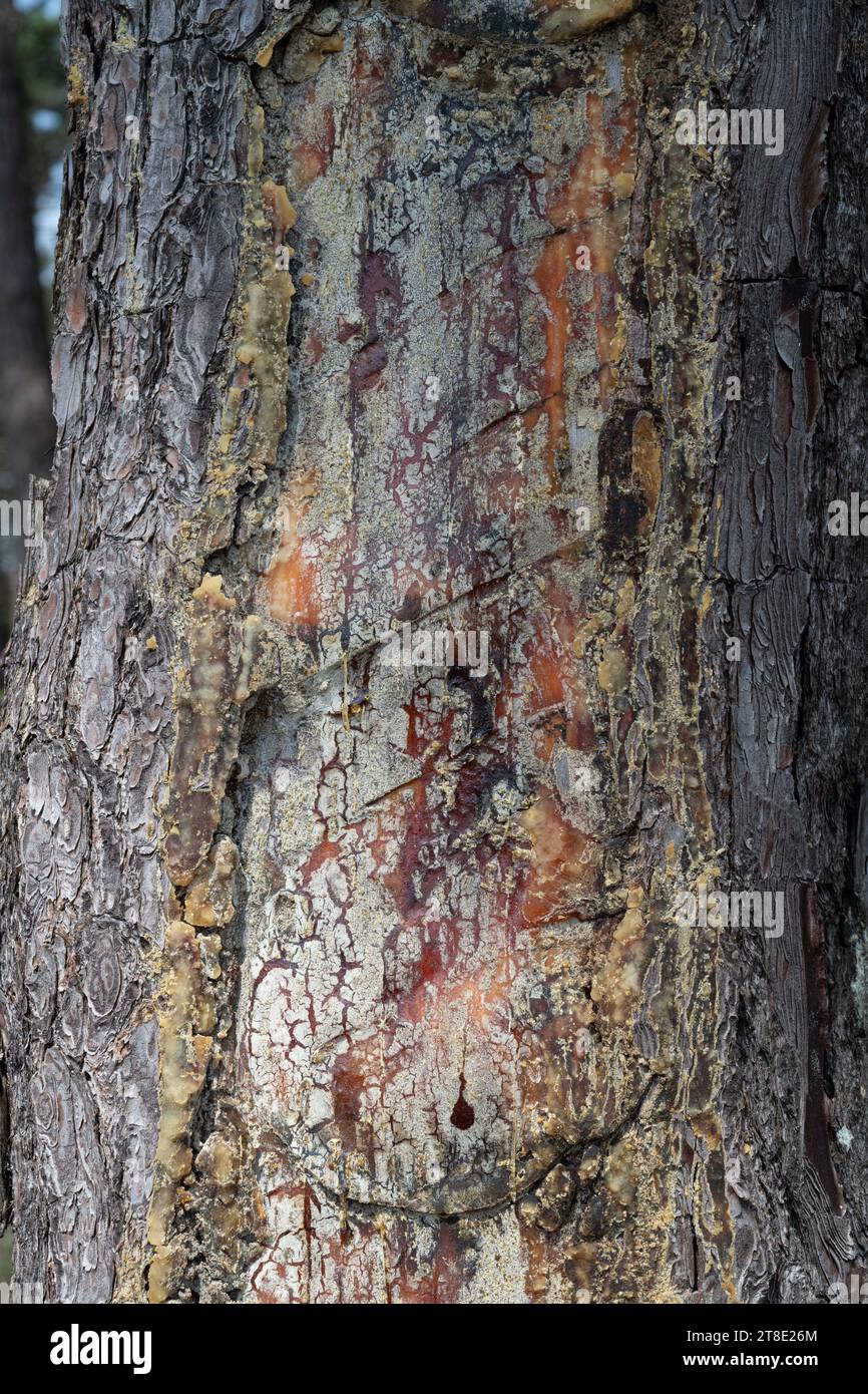 Pino marittimo (noto anche come pino di pietra) : Pinus pinea. Cicatrice lasciata dalla maschiatura in resina. Portogallo. Foto Stock
