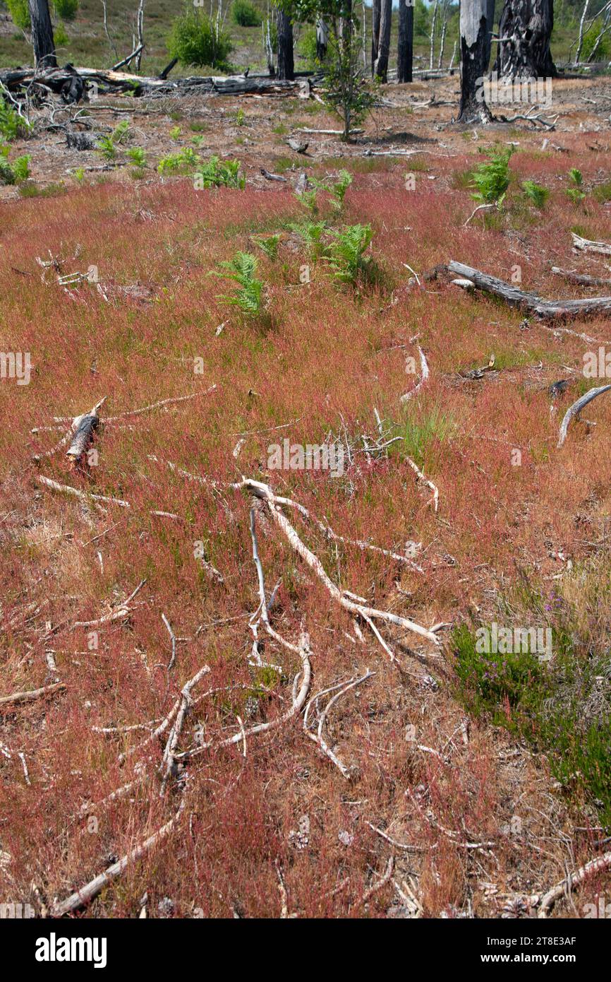 Ricrescita della vegetazione della brughiera che ha provocato un grande incendio tre anni prima. Thursley Common NNR, Surrey Foto Stock