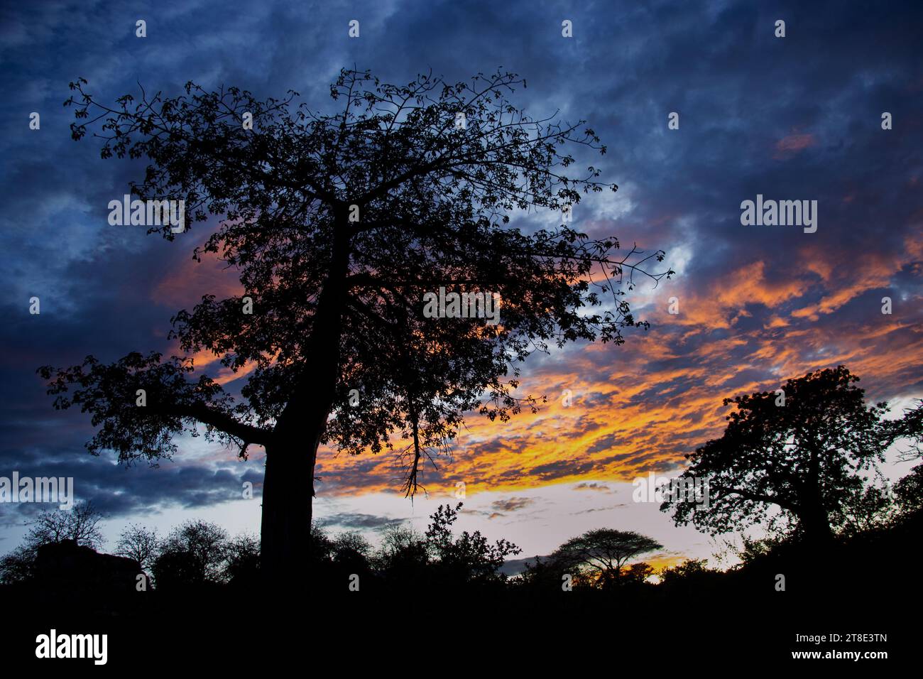 L'ultima luce del giorno cattura il lato inferiore di una riva di nuvole e sagome enormi e antichi alberi di Baobab nel campo del fiume Ruaha. Foto Stock