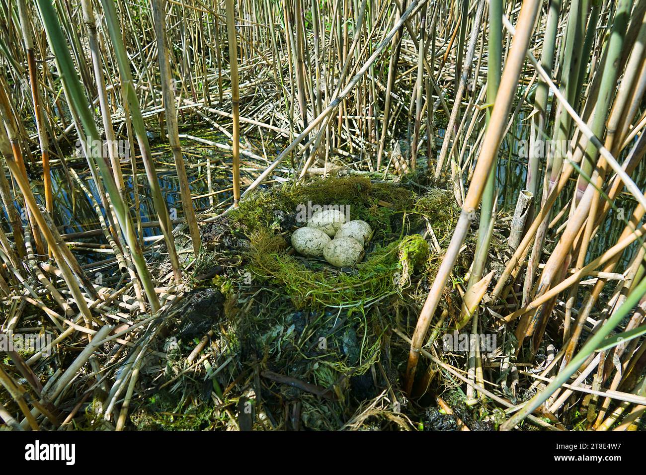 Bird's Nest Guida. Nidologia. Grande-crested grebe (Podiceps cristatus) nidificano in letti di canna del lago eutrofico meridionale con abbondanza di canne comune (Phra Foto Stock