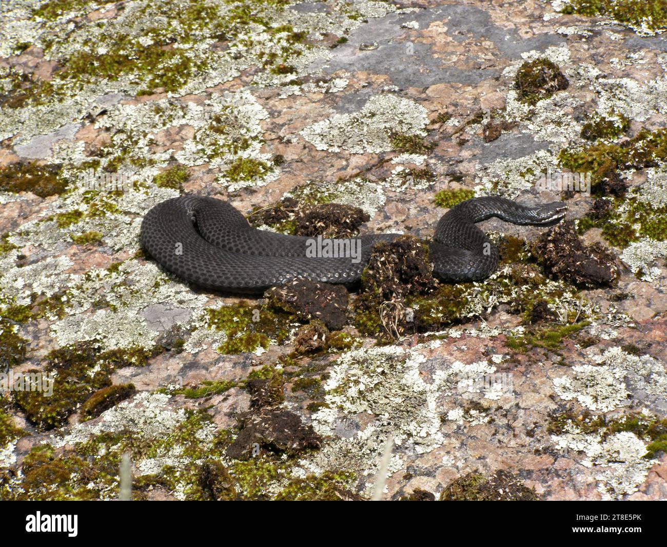 Adder (Vipera berus), morfo nero. Snake si crogiola su un masso irregolare in primavera. Abbondanza di vipere nere sulla penisola careliana (Golfo di Finlandia) perché Foto Stock