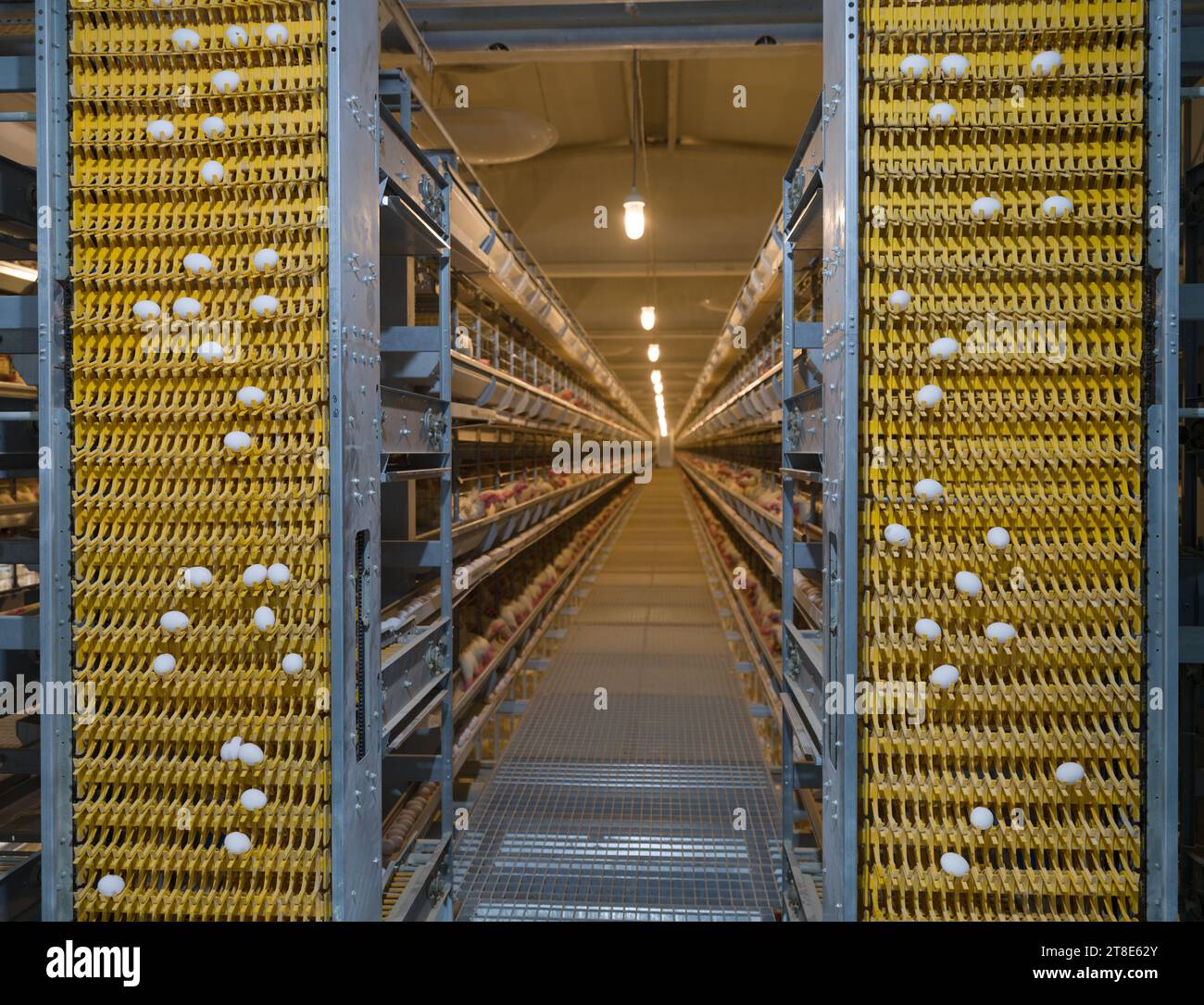 Sistema di raccolta delle uova a cascata completamente automatico. Allevamento industriale di uova e pollame. Macchine moderne per grandi aziende avicole. Foto Stock