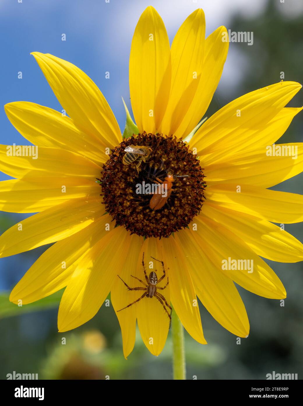 Un orbweaver avvistato occidentale, un'ape minatrice a due macchie e un coleottero blister su un girasole comune. Foto Stock