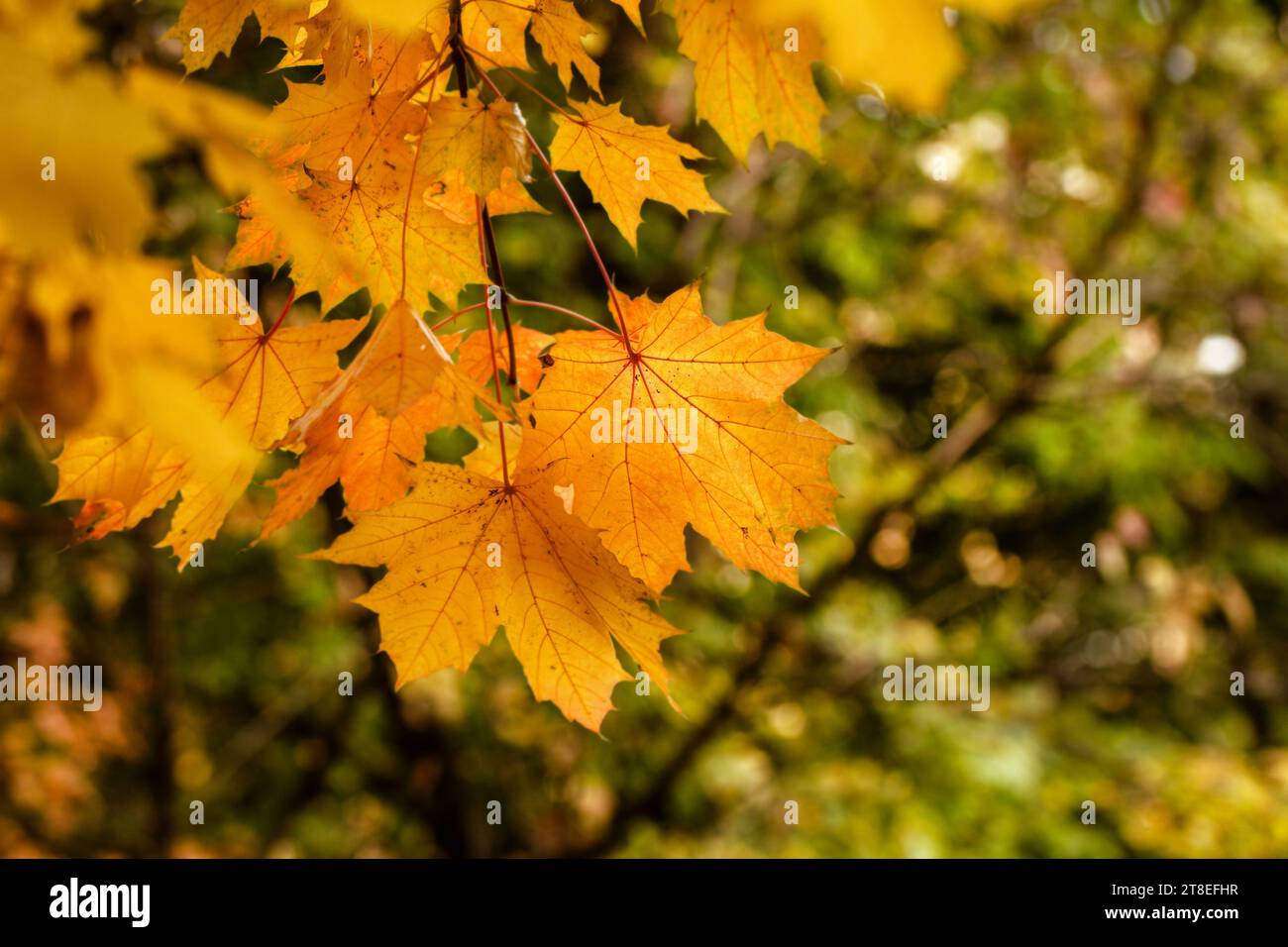 Le foglie di vero acero autunnale, con il sole, creano un'atmosfera romantica Foto Stock