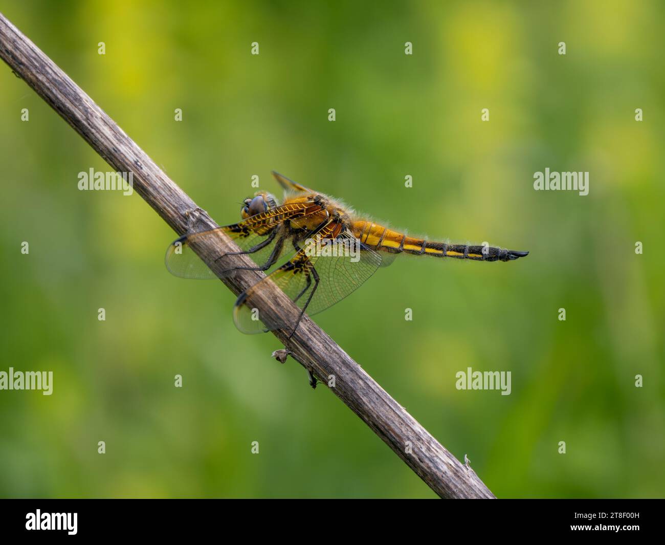 Chaser a quattro punti che poggia su uno Stick Foto Stock