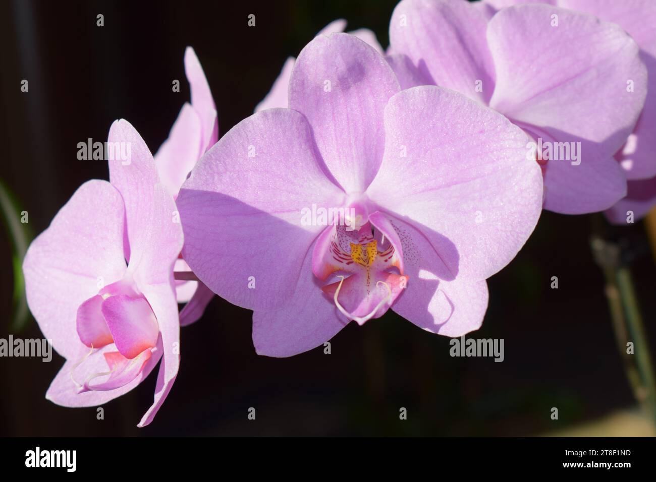 orchidea di falena rosa Foto Stock