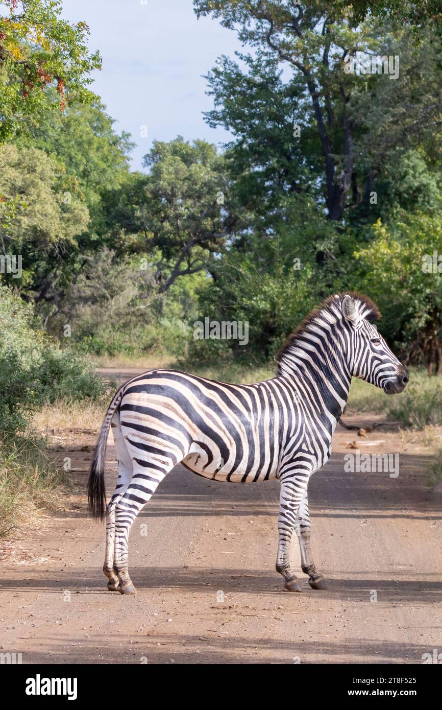 Burchell's Zebra (Equus quagga burchelli) in piedi su una pista sterrata attraverso la foresta fluviale, Limpopo, Sudafrica Foto Stock