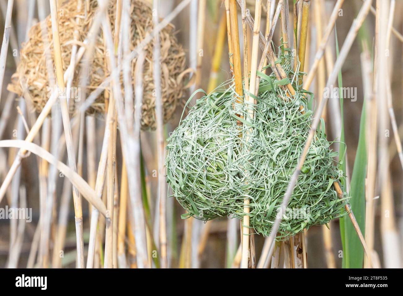 Tessitore del Capo intrecciato (Ploceus capensis) nido di erba secca in un letto di canne sopra l'acqua Foto Stock