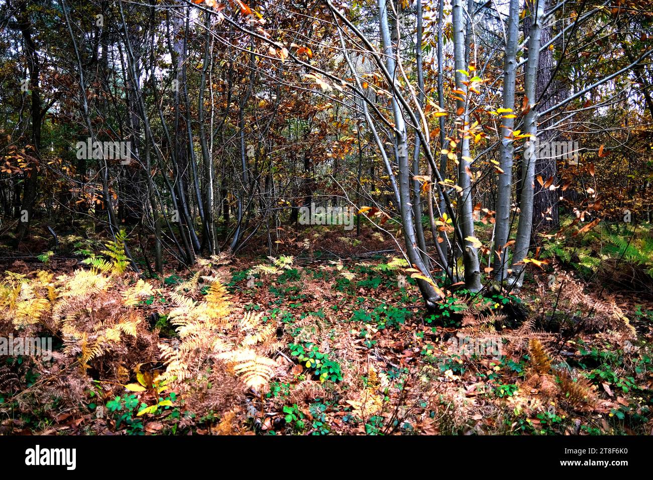 riserva naturale west blean & thornden woods, kent, regno unito Foto Stock