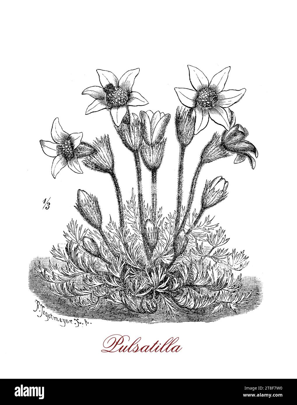 Pulsatilla vulgaris o pasque fiore fiorito pianta appartenente alla famiglia delle farfalle originaria dell'Europa montuosa con fiori viola a forma di campana adatti ad un giardino alpino. Foto Stock