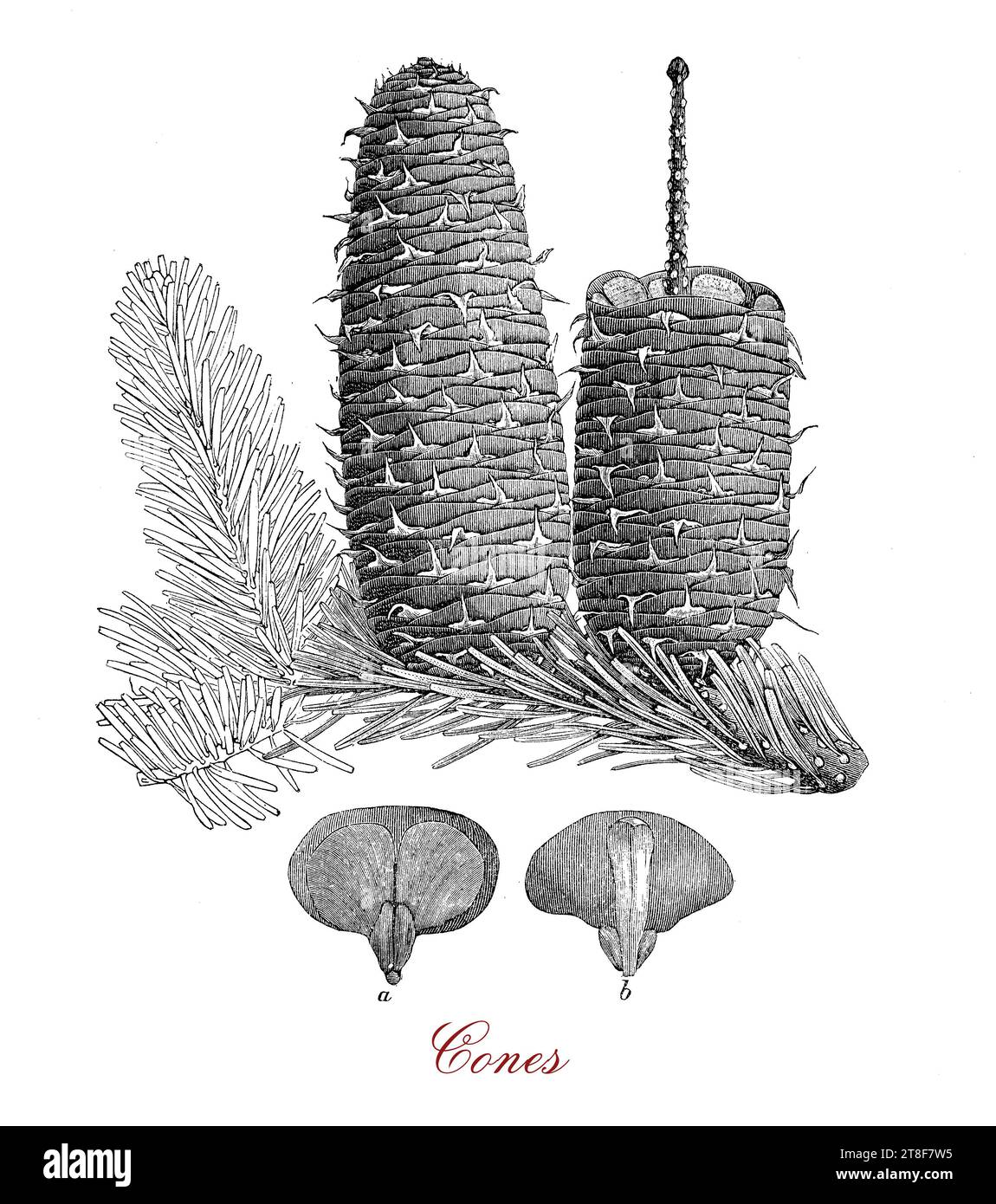 Morfologia del cono di conifere o del cono di pino, organo portante di semi di forma ovoide a globulare con singole piastre legnose chiamate scale intorno a un asse centrale. Foto Stock