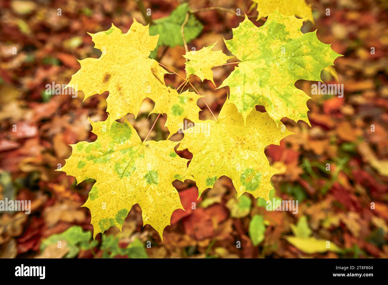 Herbstlich verfärbte Ahornblätter über Waldlaub *** foglie d'acero colorate d'autunno sul fogliame della foresta credito: Imago/Alamy Live News Foto Stock