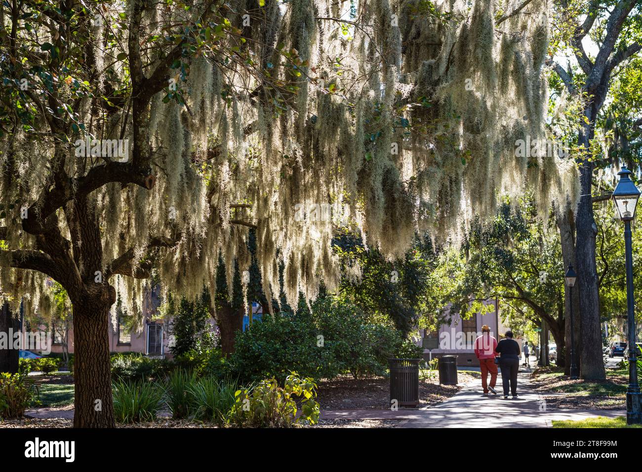 Vista posteriore di una coppia afro-americana che cammina lungo un albero di quercia drappeggiato con muschio spagnolo nel quartiere storico di Savannah, Georgia, Stati Uniti. Foto Stock
