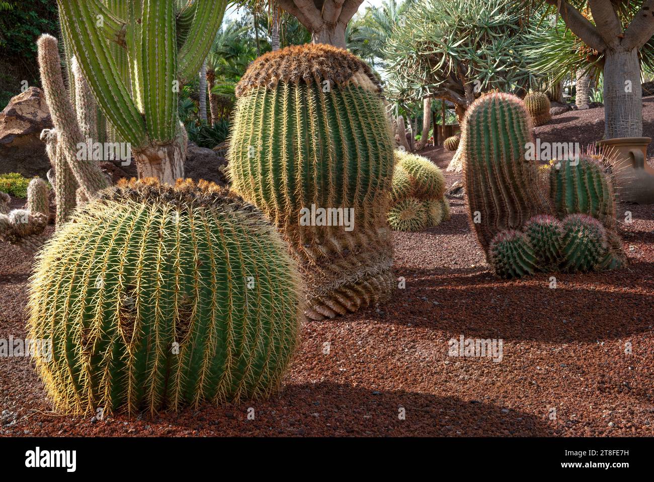 Molti cactus diversi e grandi in un giardino Foto Stock