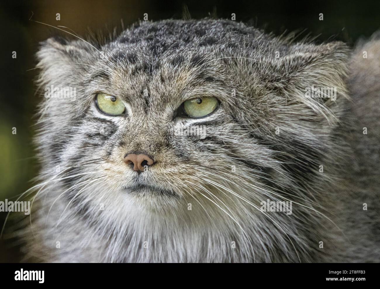 Gatto di Pallas Foto Stock