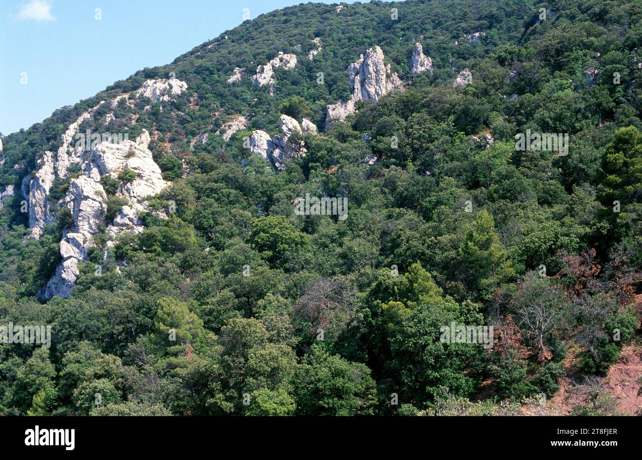 La quercia sempreverde (Quercus ilex ballota o Quercus ilx rotundifolia) è un albero sempreverde originario del bacino mediterraneo (penisola iberica e nord-est) Foto Stock