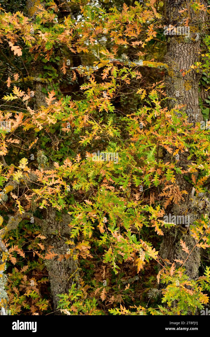 La quercia dei Pirenei (Quercus pirenaica) è un albero deciduo originario del bacino del Mediterraneo occidentale (penisola iberica, Francia occidentale e montagne del Marocco). Foto Stock