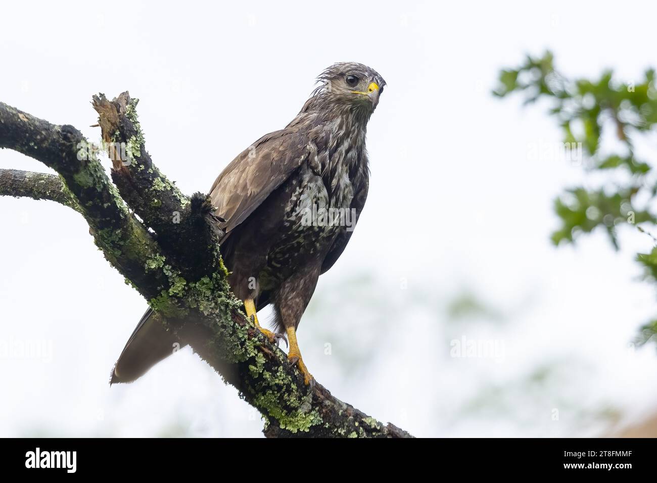 Maestoso uccello rapace arroccato su un ramo coperto di licheni con un cielo limpido sullo sfondo. Foto Stock