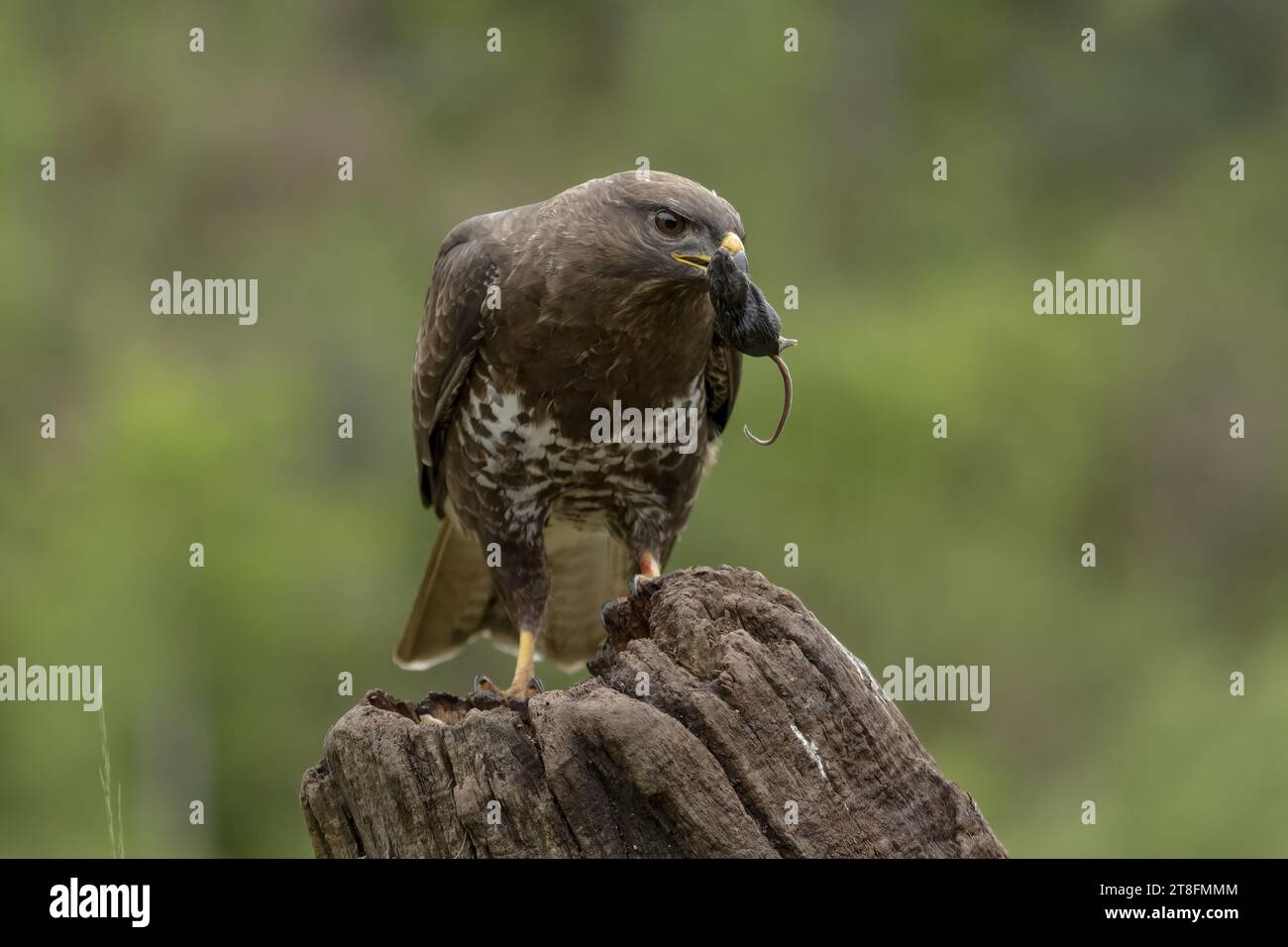 Un potente uccello preda si erge su un vecchio ceppo di alberi, tenendo un serpente appena catturato nel suo becco in mezzo a uno sfondo verde naturale. Foto Stock