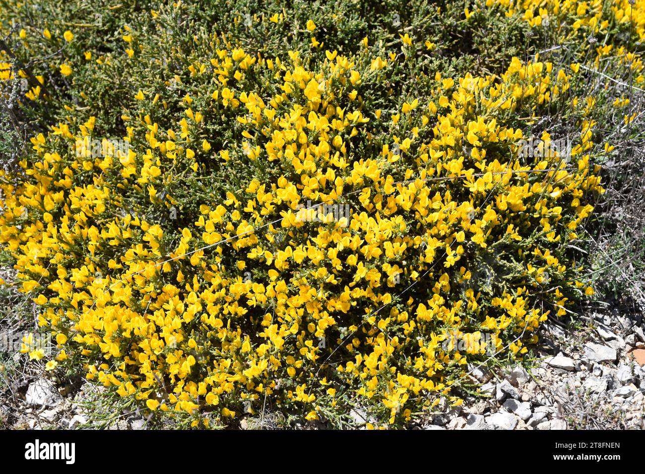 Il Cambron (Genista pumila rigidissima) è un arbusto spinoso originario del centro della Spagna. Questa foto è stata scattata a Sierra de Pela, Guadalajara, Castilla-la Manc Foto Stock