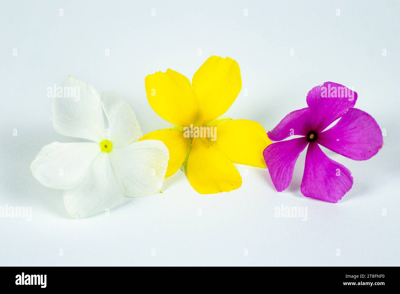 Fiori di Damiana con pervino bianco e fiori pervino viola Foto Stock