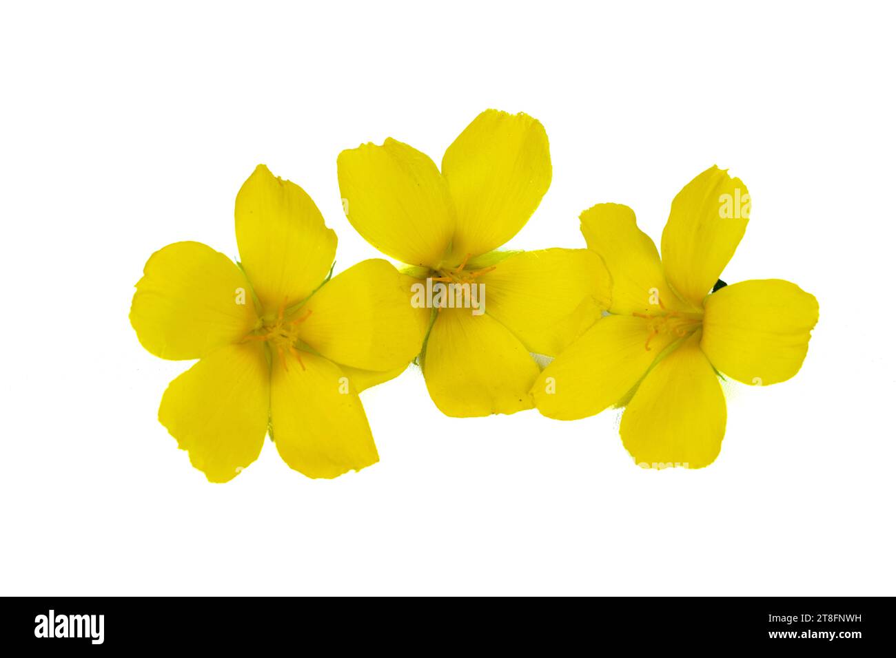 Damiana o Turnera diffuse fiori su sfondo bianco Foto Stock